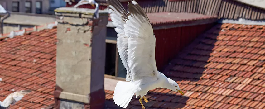 Residential Chimney Animal Removal Solution in Downtown, MS